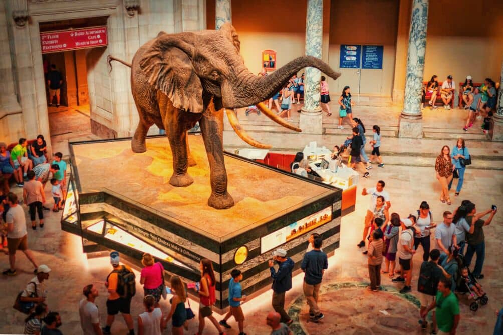 A towering elephant exhibit surrounded by fascinated visitors inside a museum gallery during their 48-Hour Family Vacation in DC.