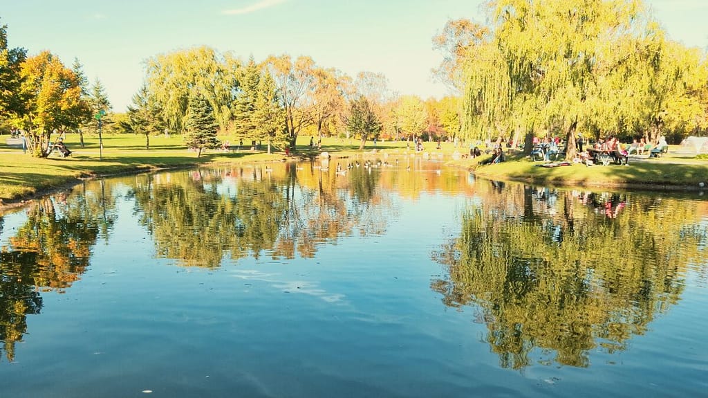 A park with a pond and trees in the background.