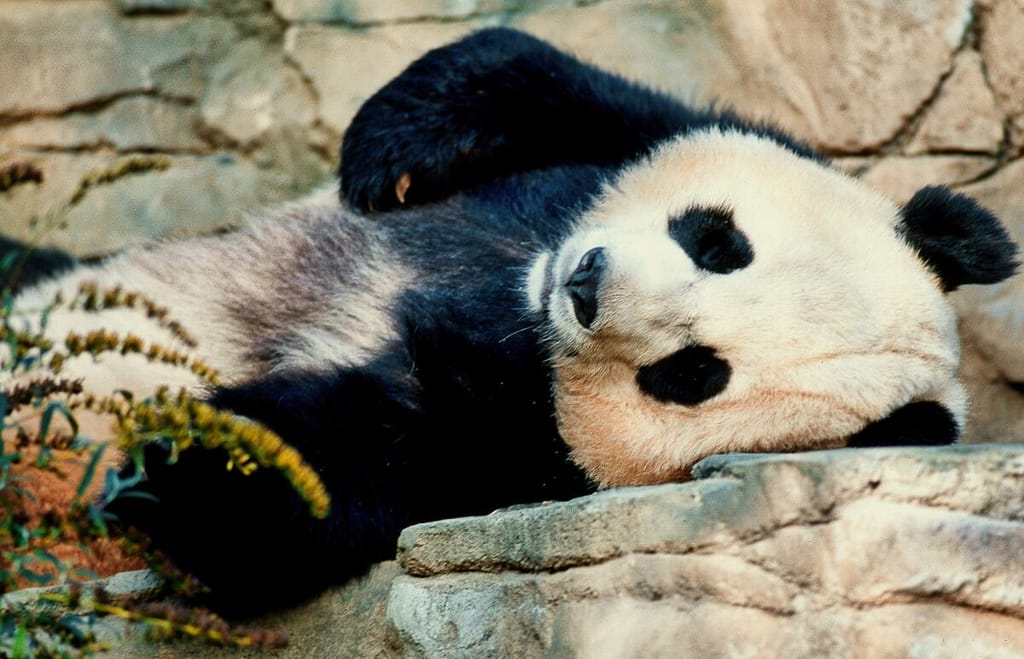 Family-Friendly Guide to the Smithsonian: Giant panda resting on a rock.