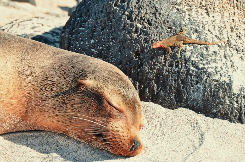 A sea lion is sleeping next to a lizard on the beach.