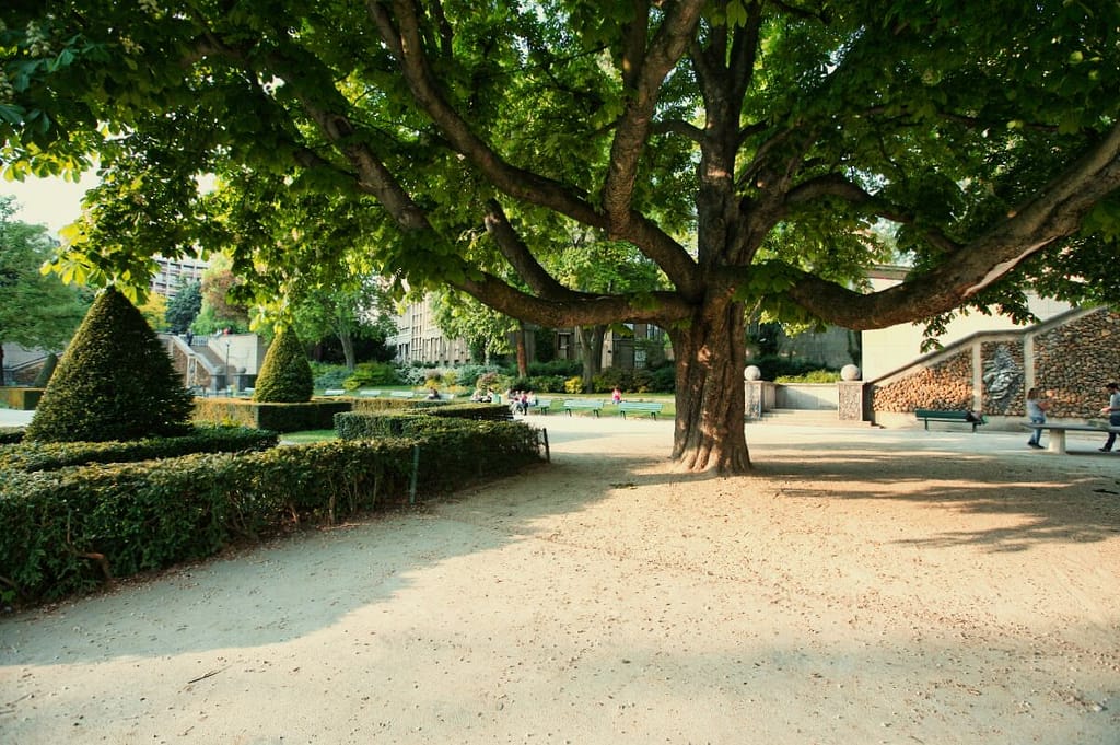 A large tree in a park.