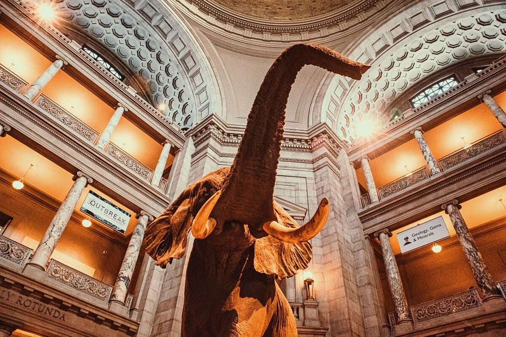 A large elephant display inside a museum with a rotunda and classical architecture, perfect for a 48-Hour Family Vacation in DC.