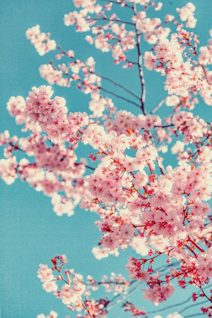 Cherry blossoms in full bloom against a clear blue sky on a 48-Hour Family Vacation in DC.