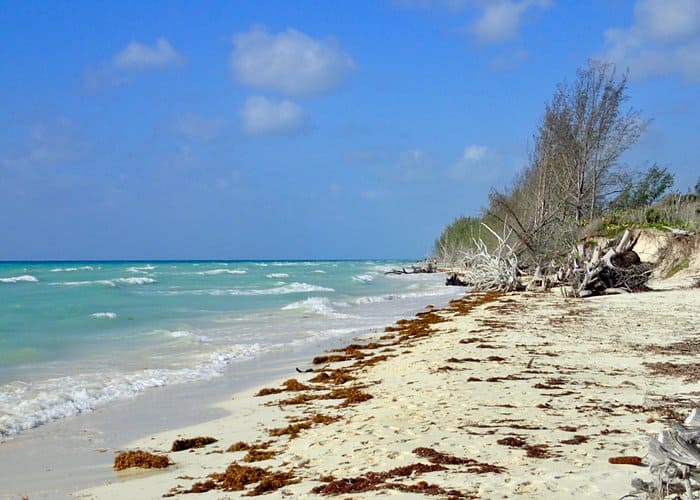 A sandy beach with trees and seaweed on it.